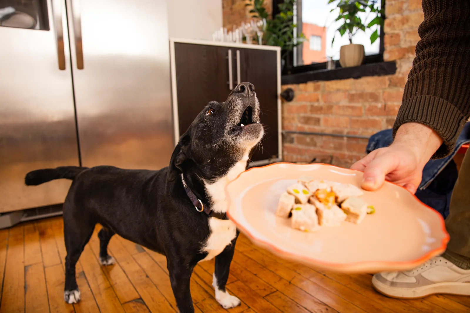 A dog eagerly reaching for a plate of FreshFresh being served